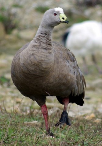 image cape-barren-goose-cereopsis-novaehollandiae-kyabram-fauna-park-vic-jpg