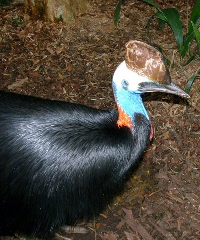 image cassowary-front-half-melbourne-zoo-jpg