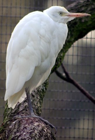 image cattle-egret-bubulcus-ibis-non-breeding-plumage-melb-zoo-vic-jpg