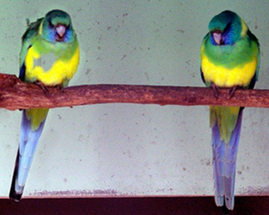 image cloncurry-parrot-platycercus-barnardi-macgillivrayi-ballarat-bird-world-vic-jpg