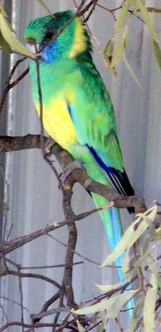 image cloncurry-ringneck-mallee-ringneck-parrot-platycercus-zonarius-macgillivrayi-1-tasmania-zoo-jpg