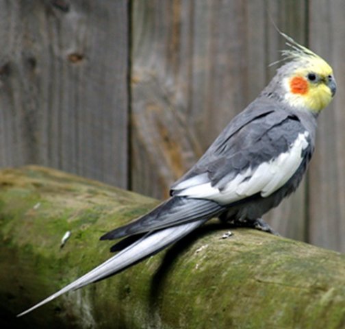 image cockatiel-nymphicus-hollandicus-quarrion-cockatoo-parrot-1-ballarat-bird-world-vic-jpg