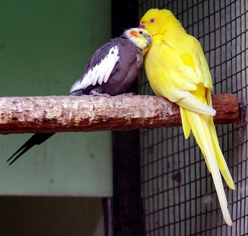 image cockatiel-with-yellow-indian-ringneck-ballarat-bird-world-vic-jpg