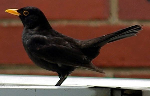 image common-blackbird-male-1-melbourne-vic-jpg