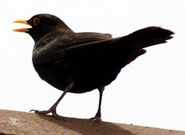 image common-blackbird-male-2-melbourne-vic-jpg