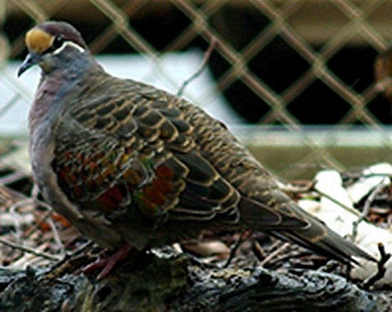 image common-bronzewing-phaps-chalcoptera-male-ballarat-bird-world-vic-jpg