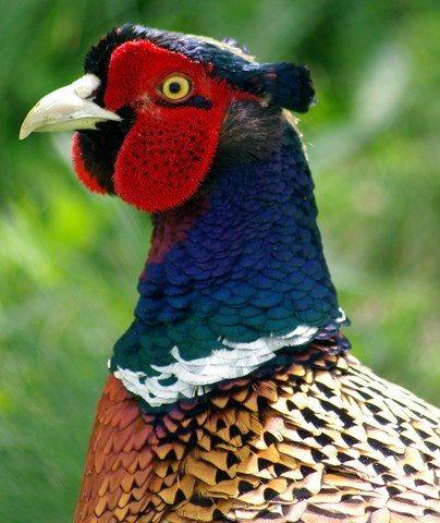 image common-pheasant-ring-necked-pheasant-mongolian-pheasant-phasianus-colchicus-male-5-natureworld-bicheno-tas-jpg