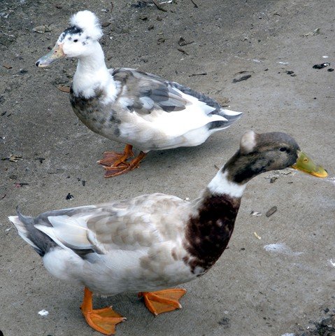 image crested-ducks-lophonetta-specularoides-4-zoo-doo-tas-jpg