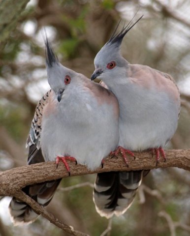 image crested-pigeon-ocyphaps-lophotes-kyabram-fauna-park-vic-jpg