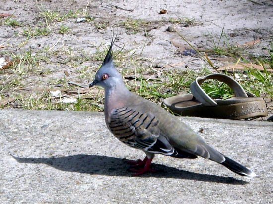 image crested-pigeon-ocyphaps-lophotes-1-gold-coast-qld-jpg