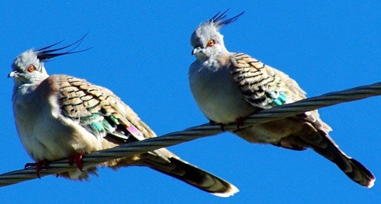 image crested-pigeons-ocyphaps-lophotes-bribie-is-qld-jpg
