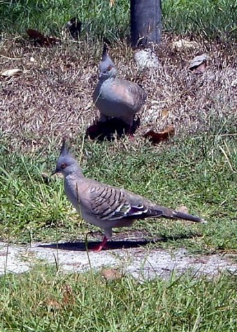 image crested-pigeons-gold-coast-qld-jpg