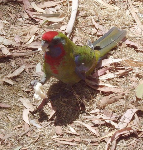 image crimson-rosella-juvenile-with-a-piece-of-bread-hanging-rock-vic-jpg
