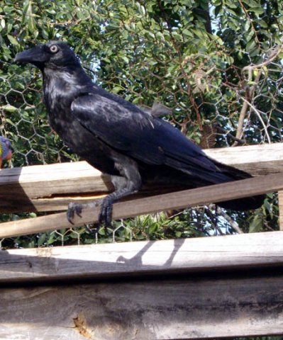 image crow-corvus-vic-jpg