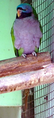 image derbyan-parakeet-psittacula-derbiana-lord-derbys-parakeet-jpg