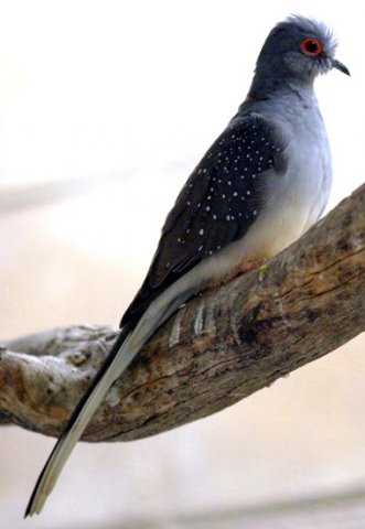 image diamond-dove-geopelia-cuneata-2-kyabram-fauna-park-vic-jpg
