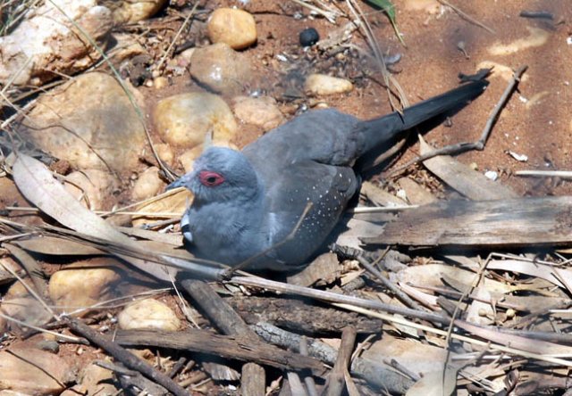 image diamond-dove-1-melbourne-zoo-jpg