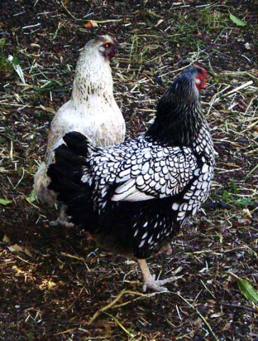 image domestic-hens-laced-wyandottes-new-norfolk-tas-jpg