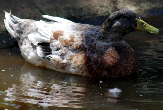 image domestic-duck-wagga-zoo-nsw-jpg