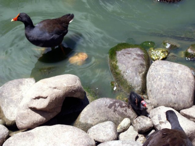 image dusky-moorhen-and-chick-melbourne-zoo-jpg