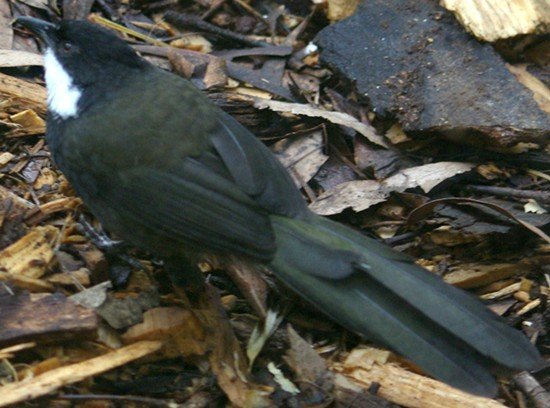 image eastern-whipbird-psophodes-olivaceus-melb-zoo-vic-jpg