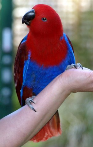 image eclectus-parrot-eclectus-roratus-female-healesville-vic-jpg