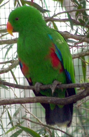 image eclectus-parrot-eclectus-roratus-male-1-melb-zoo-vic-jpg