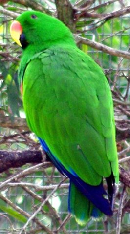 image eclectus-parrot-eclectus-roratus-male-2-melb-zoo-vic-jpg