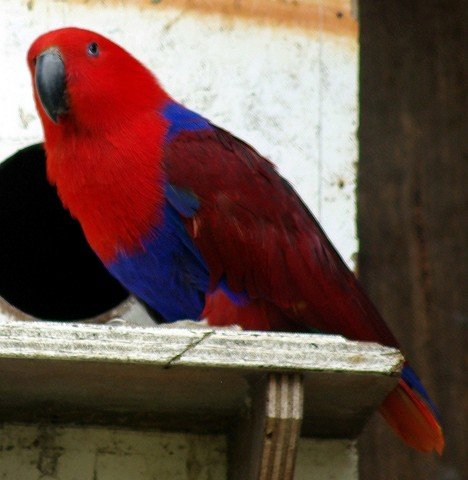 image eclectus-parrot-eclectus-roratus-female-natureworld-bicheno-tas-jpg