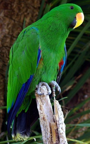 image eclectus-parrot-eclectus-roratus-male-6-natureworld-bicheno-tas-jpg