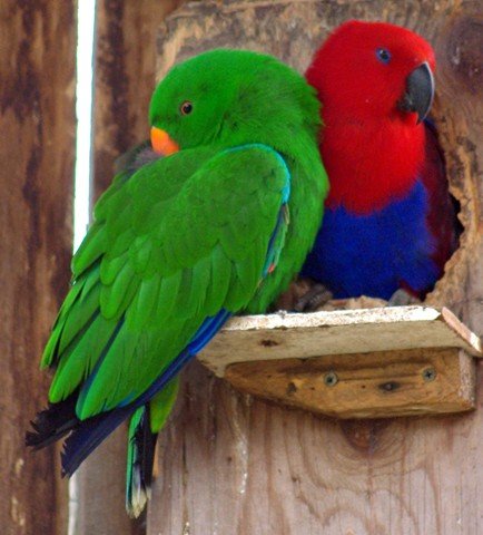 image eclectus-parrot-eclectus-roratus-breeding-pair-natureworld-bicheno-tas-jpg
