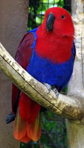 image eclectus-parrot-female-3-melb-zoo-vic-jpg