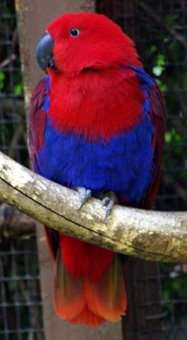 image eclectus-parrot-female-4-melb-zoo-vic-jpg