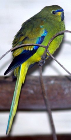 image elegant-parrot-grass-parakeet-ballarat-bird-world-vic-jpg