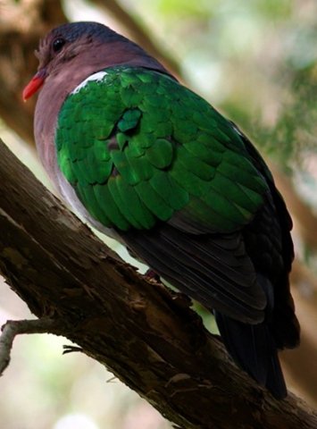 image emerald-dove-chalcophaps-indica-1-melb-zoo-vic-jpg
