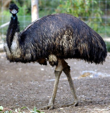 image emu-dromaius-novaehollandiae-melb-zoo-vic-jpg