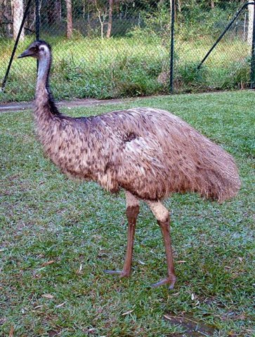 image emu-australia-zoo-qld-jpg