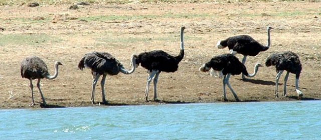 image emus-lake-cairn-curran-vic-jpg