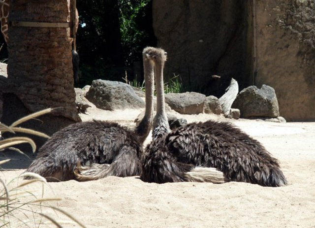 image emus-1-melbourne-zoo-jpg