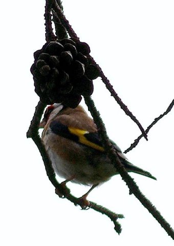 image european-goldfinch-carduelis-carduelis-1-port-fairy-vic-jpg