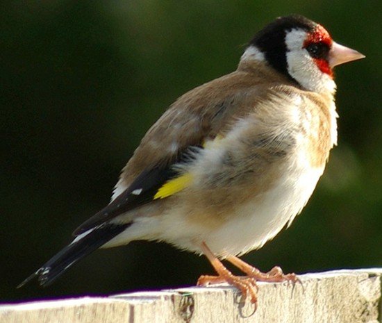 image european-goldfinch-carduelis-carduelis-2-arthur-river-tas-jpg