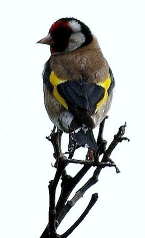 image european-goldfinch-carduelis-carduelis-2-port-fairy-vic-jpg