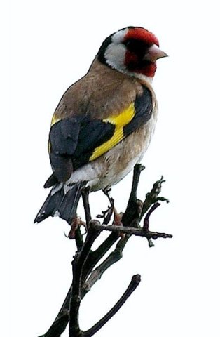 image european-goldfinch-carduelis-carduelis-3-port-fairy-vic-jpg
