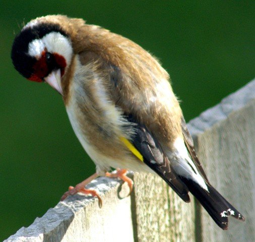 image european-goldfinch-carduelis-carduelis-8-arthur-river-tas-jpg