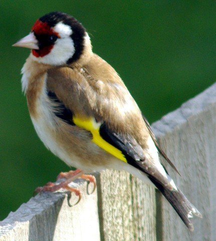 image european-goldfinch-carduelis-carduelis-9-arthur-river-tas-jpg