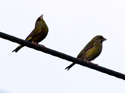 image european-greenfinch-male-on-left-1-mt-gambier-sa-jpg