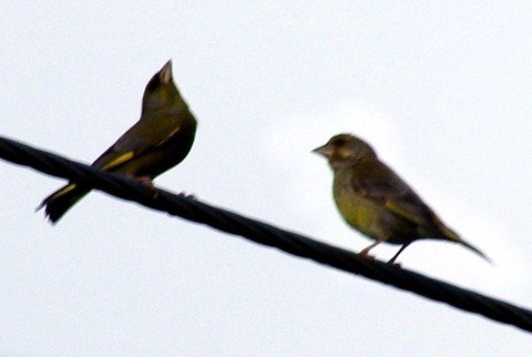 image european-greenfinch-male-on-left-2-mt-gambier-sa-jpg
