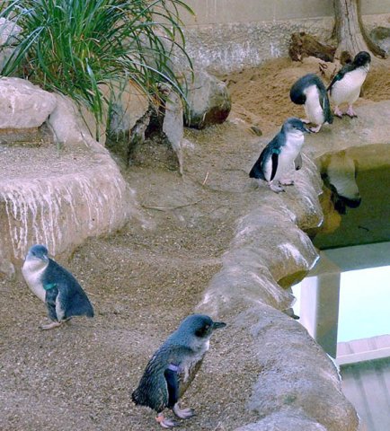 image fairy-penguins-1-sea-world-gold-coast-qld-retry-jpg