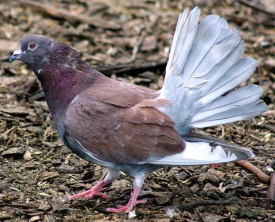 image fantail-pigeon-fantail-dove-17-zoo-doo-tas-jpg