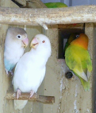 image fischers-lovebirds-agapornis-fischeri-powder-blue-white-and-normal-zoo-doo-tas-jpg
